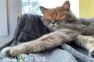Пензастат подсчитал, во сколько жителям обходится кормление кошек