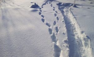 В Пензенской области обнаружили следы краснокнижных «кошек»