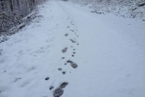 В Пензенской области пропал дезориентированный мужчина