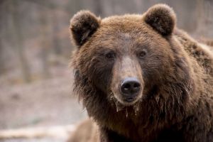 Жителей Пензенской области предупредили о выходе из спячки бурого медведя