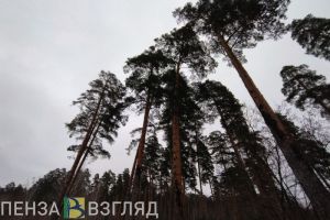 Пензенские власти обсудили вопрос вырубки леса в районе Ахуны