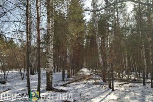 Найден пропавший под Пензой дачник