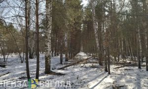 До 12 градусов тепла прогнозируют в Пензенской области