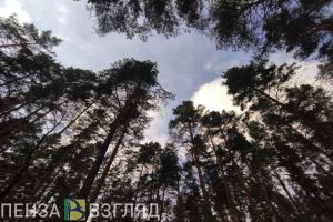 В Пензенской области рассказали об итогах лесовосстановления в 2022 году