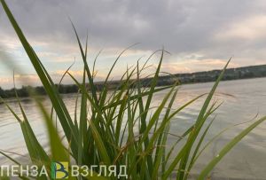 Чтобы скрыться от сотрудников ГИБДД, пьяный пензенец переплыл водоем