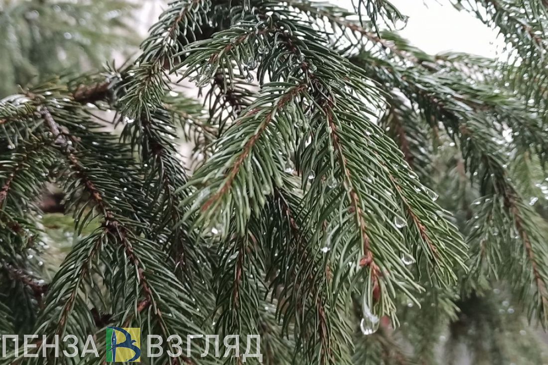 Небольшой дождь и 15 градусов тепла будет в Пензенской области 24 марта