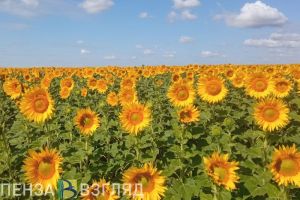 Метеорологи предупреждают пензенцев, что 2023 год будет одним из самых жарких за последние 50 лет