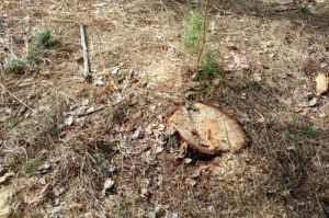Незаконно срубленные под Пензой деревья оценили в 3 млн рублей