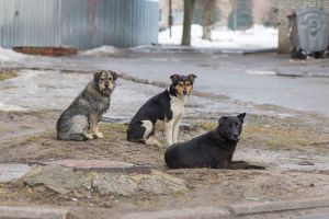 Жительница Пензы пожаловалась на бесчисленное количество бездомных собак в Заре