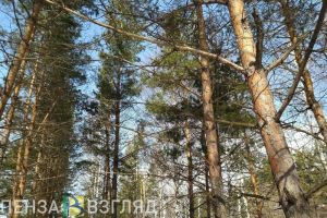 Житель Пензенской области пошел под суд за три срубленных дерева