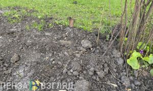 Более 500 пензенских водителей оштрафуют за парковку на газоне