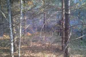 В Пензенской области не зафиксировано ни одного лесного пожара