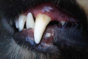 Укушенной собакой 10-летней девочке заплатит администрация Заречного