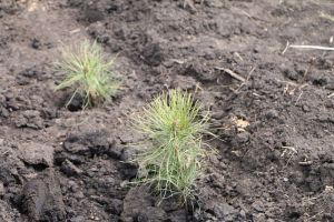 В Пензенской области начали восстанавливать лесные культуры