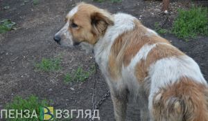 В Пензенской области по льготам стерилизовали около 300 собак