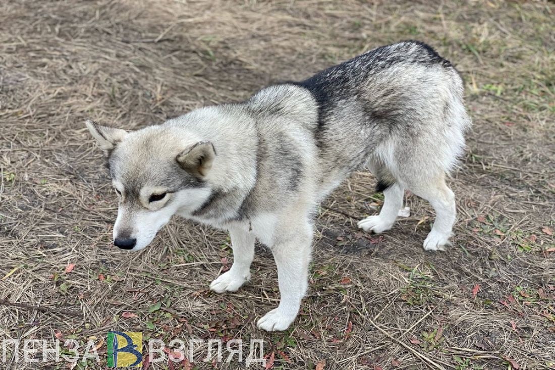 Жительнице Каменского района ответили на вопрос о бродячих собаках