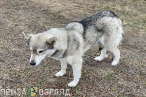 Жительнице Каменского района ответили на вопрос о бродячих собаках