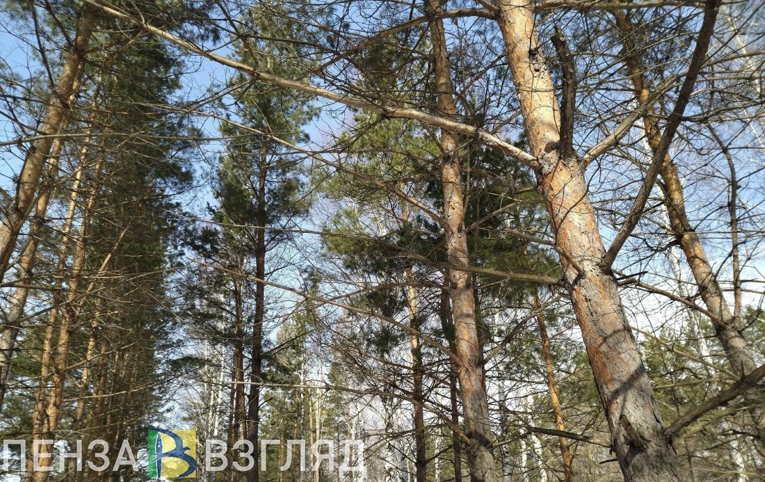 В Пензенской области лесопожарная обстановка взята на особый контроль