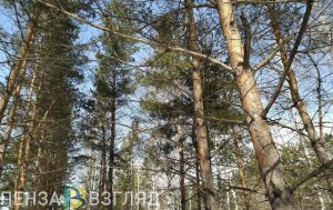В Пензенской области лесопожарная обстановка взята на особый контроль