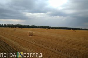 В Пензенской области в 2023 году планируют произвести не менее 2,8 миллиона тонн зерна