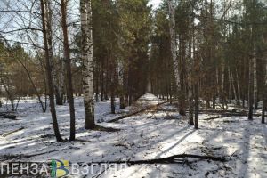 Названа средняя зарплата сотрудников пензенских лесничеств за 2022 год