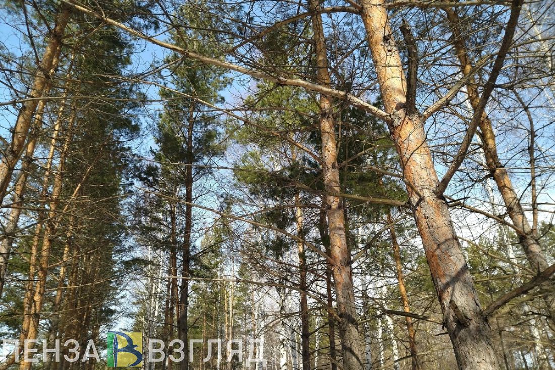 «Годуновские сосны». В память о лесостроителе в Сердобске предложили создать экотропу