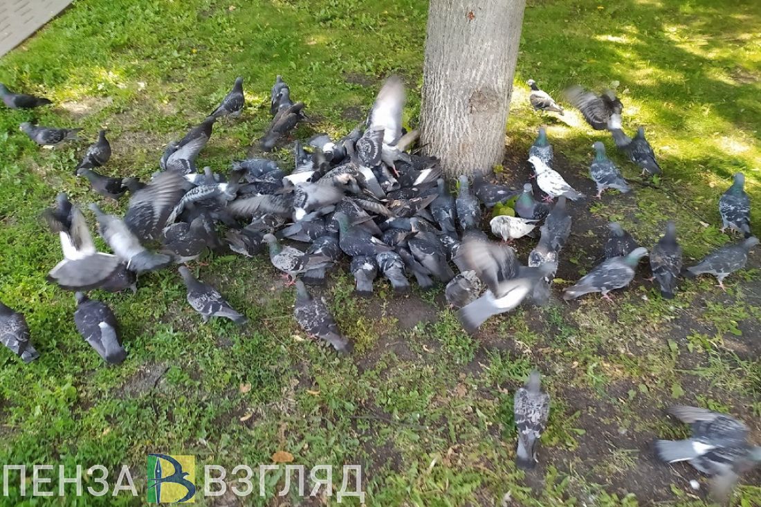 Пензенцам рассказали, чем можно заразиться от птиц в городе
