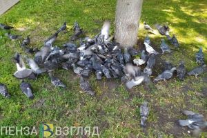 Пензенцам рассказали, чем можно заразиться от птиц в городе