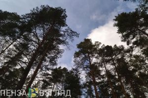 Очередной лесной пожар был ликвидирован в Пензенской области