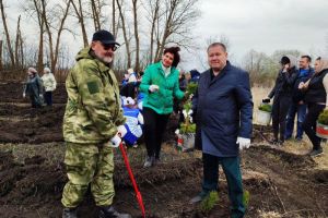 В Пензенской области высадили 6000 сосен
