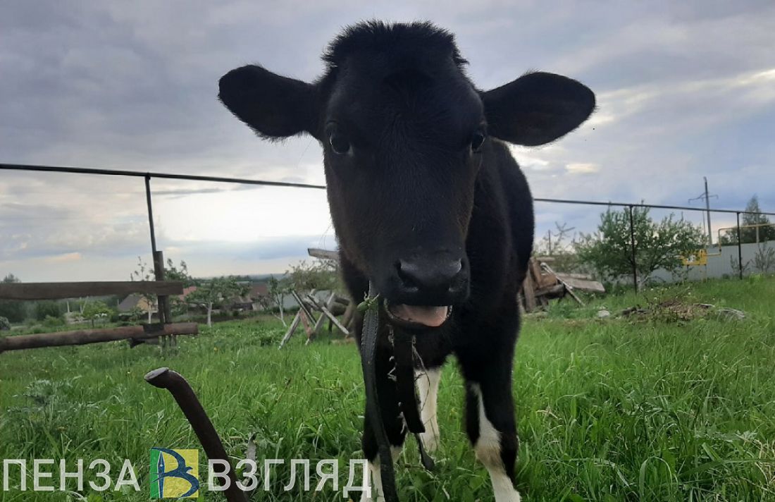 В селе Камешкирского района установлен карантин по бешенству