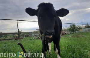 В селе Камешкирского района установлен карантин по бешенству