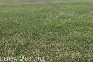 Пензенский Минсельхоз переходит на усиленный режим патрулирования