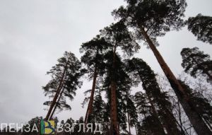 Следственный комитет проводит проверку по факту приватизации земельных участков в пензенских Ахунах
