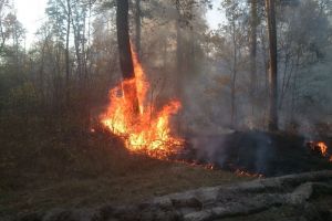 В Кузнецком районе пожарные справились с распространяющимся в лесу огнем