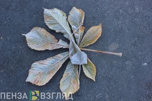 Жителей Пензенской области предупреждают о 8-градусных заморозках