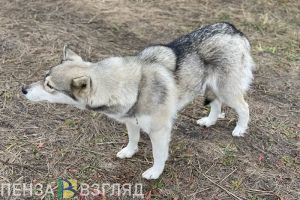 Пензенцам рассказали, как обезопасить животных от клещей