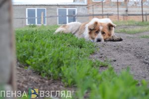 На отлов бездомных животных в Неверкинском районе готовы направить 100 тысяч рублей