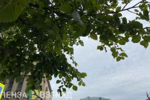 В Пензе определились, где появится новый сквер