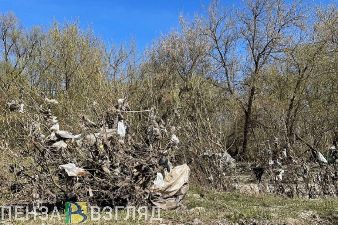 В Пензе после паводка мусор оказался «развешенным» на прибрежных кустах