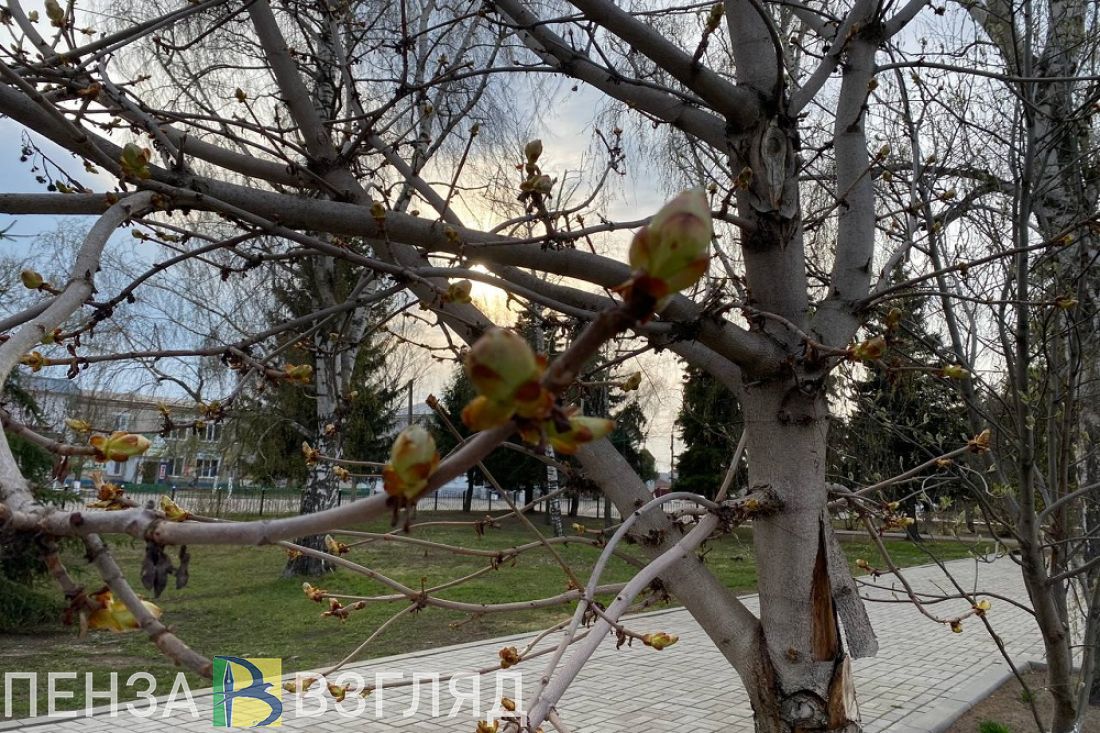 Во вторник в Пензенской области ожидается 17 градусов тепла