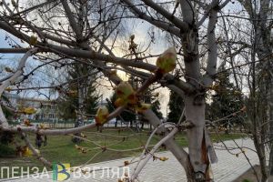 Во вторник в Пензенской области ожидается 17 градусов тепла