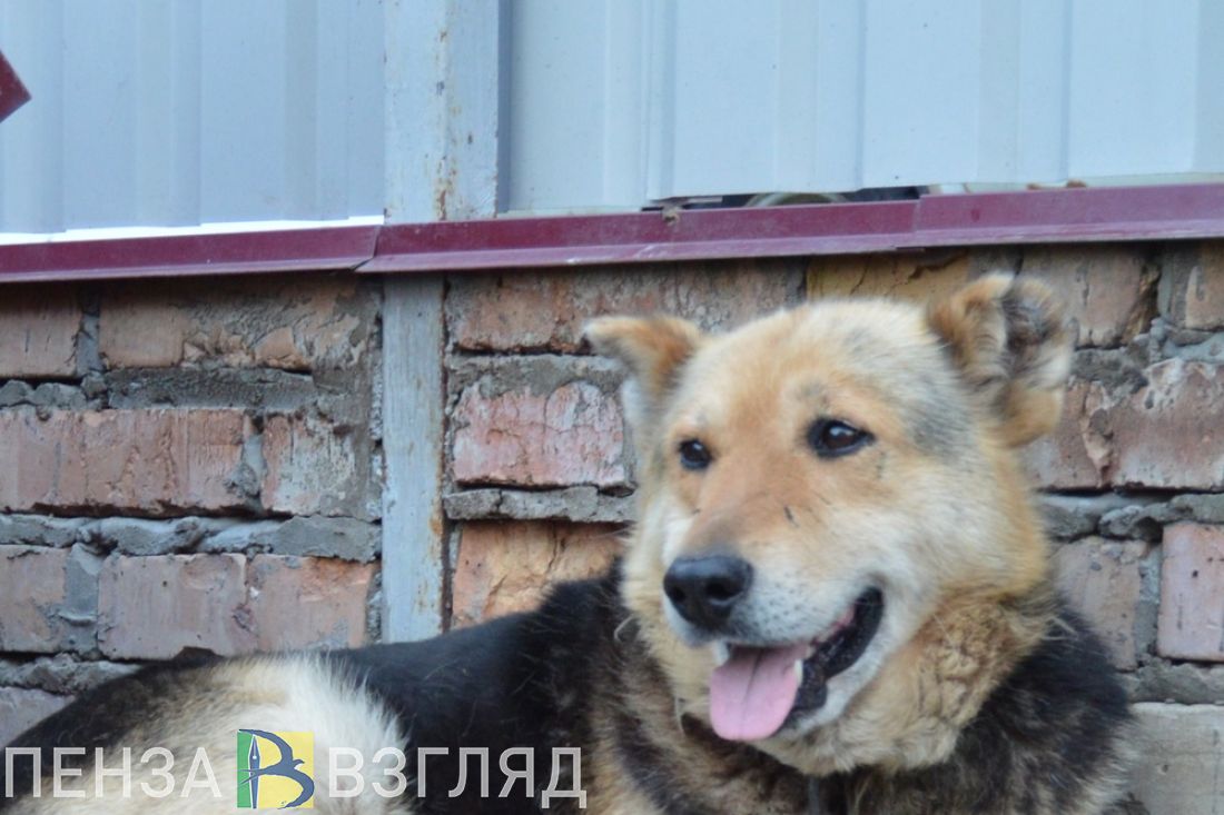 Пензенцы жалуются на стаю бродячих собак в районе улицы Вяземского