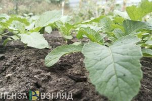 Стало известно расписание дачных автобусов в Пензе