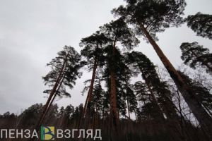 За сутки в Пензенской области ликвидировали два лесных пожара