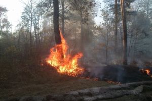 В Пензенской области ликвидировали лесные пожары на площади около 2 гектаров