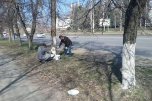 Пензенцу объяснили необходимость побелки деревьев, которая «уродует город»