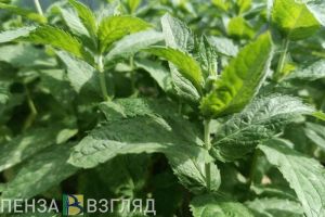 Пензенских дачников могут оштрафовать за выращивание некоторых видов растений