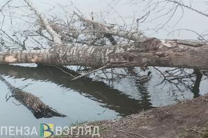 Пензенцев предупредили об опасности, связанной с возвращением перелетных птиц