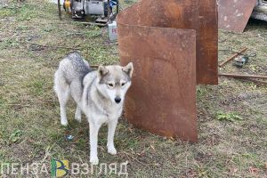 Пензенская область может получить право на усыпление бездомных собак